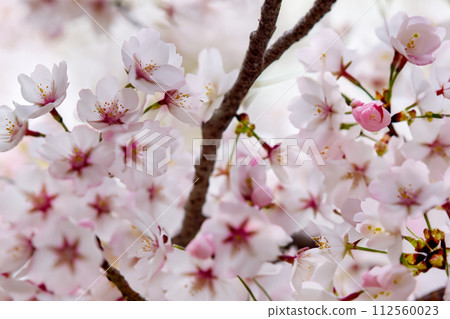 Cherry blossoms in full bloom shining in the spring sunshine 112560023