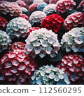  hydrangea 112560295