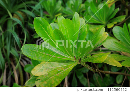 Pandan tree plants and fruit Pandan tree plants and fruit 112560332