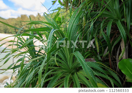 Pandan tree plants and fruit Pandan tree plants and fruit 112560333