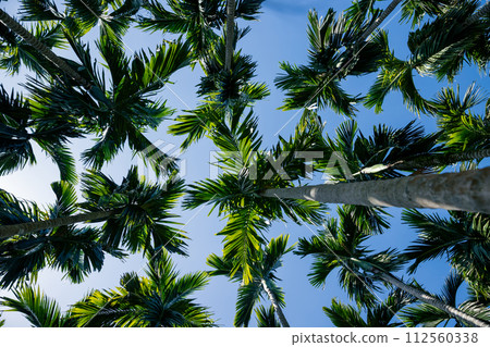 Areca nut trees under blue sky Areca nut trees under blue sky 112560338