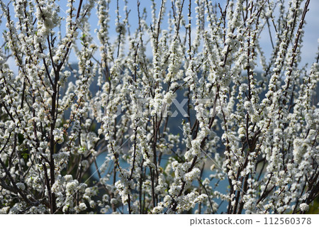 果園盛開白色花朵的李子樹 112560378