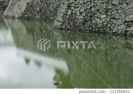 岸和田城的護城河和野鳥 112560641
