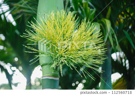 Areca palm flowers on tree Areca palm flowers on tree 112560718