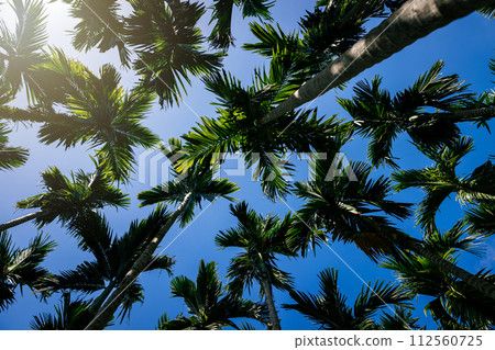 Areca nut trees under blue sky 112560725