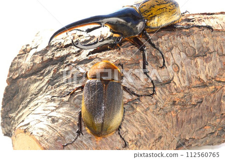 Hercules Beetle Hercules Hercules male and female on trees 112560765