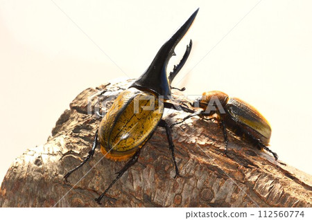 大力神甲蟲大力神大力神男性和女性在樹上 大力神甲蟲大力神大力神男性和女性在樹上 112560774