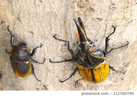 Hercules Beetle Hercules Hercules male and female on trees Hercules Beetle Hercules Hercules male and female on trees 112560780