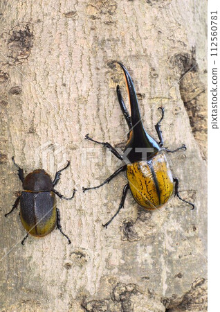 Hercules Beetle Hercules Hercules male and female on trees Hercules Beetle Hercules Hercules male and female on trees 112560781