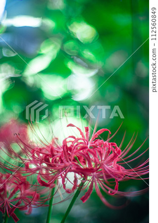 Cluster amaryllis 112560849