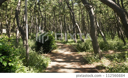 防風林中的散步道(靜岡縣沼津市千本濱公園) 防風林中的散步道(靜岡縣沼津市千本濱公園) 112560884