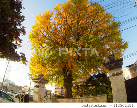 The large ginkgo tree could only be photographed with a wide-angle lens. 112561191
