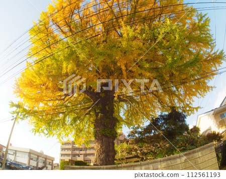 big ginkgo tree 112561193