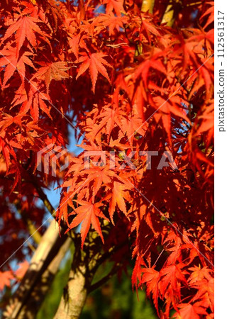 秋葉@mar_lapin 112561317