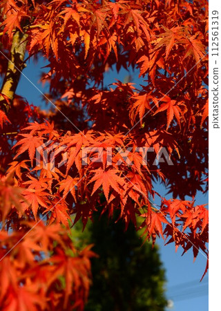 秋葉@mar_lapin 112561319