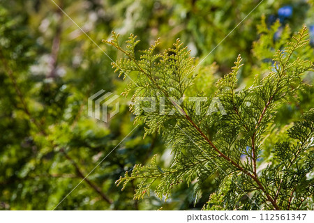 Cypress leaves《Cypress pollen/hay fever image/before scattering》 112561347