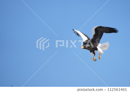 Steller的在藍天的海鷹飛行 112561401
