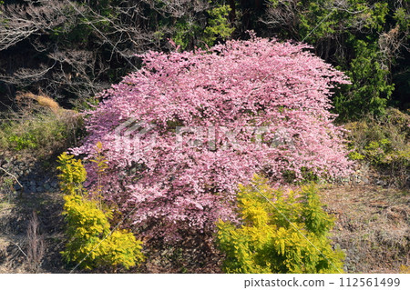 靜岡縣沼津市井田 面向駿河灣的斜坡上早開的河津櫻花 112561499