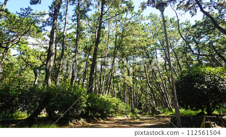 Promenade in the windbreak forest (Senbonhama Park, Numazu City, Shizuoka Prefecture) Promenade in the windbreak forest (Senbonhama Park, Numazu City, Shizuoka Prefecture) 112561504