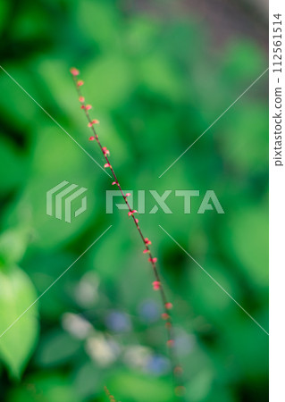 紅色薄植物 112561514