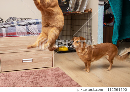 Ginger cat jumping for a toy closeup 112561590