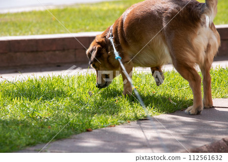 Red dog sniffing green grass in spring Red dog sniffing green grass in spring 112561632