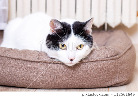 A white cat is lying in a bed A white cat is lying in a bed 112561649