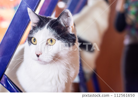 Black and white cat at home closeup portrait 112561650