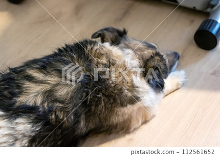 Gray dog sleeping on floor of house Gray dog sleeping on floor of house 112561652