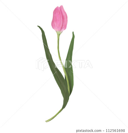 鬱金香圖 112561698