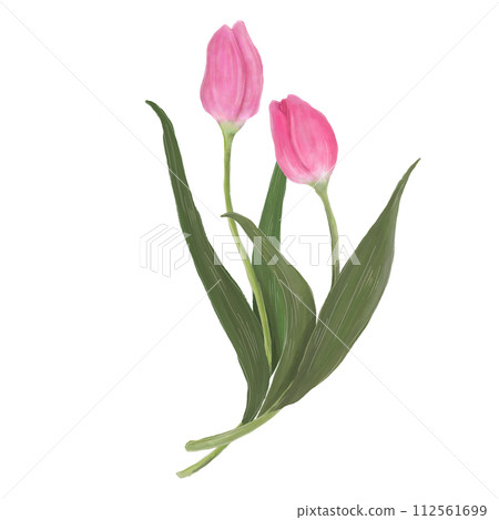 鬱金香圖 112561699