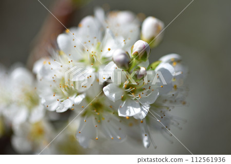 特寫白色花的李子樹花朵 112561936