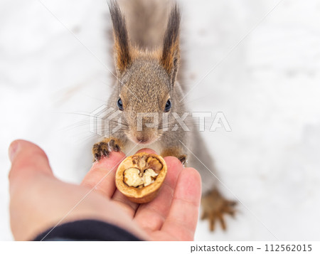 Squirrel eats nuts from a man's hand. Caring for animals in winter or autumn. Squirrel eats nuts from a man's hand. Caring for animals in winter or autumn. 112562015