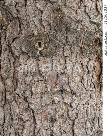 Bark texture and background of a old fir tree trunk. Detailed bark texture. Natural background 112562037