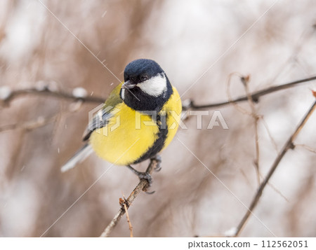 Cute bird Great tit, songbird sitting on the fir branch with snow in winter Cute bird Great tit, songbird sitting on the fir branch with snow in winter 112562051