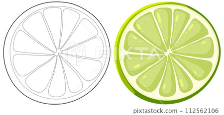 Sliced Citrus Duo Illustration 112562106