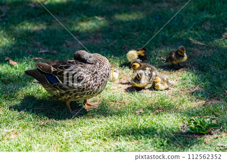 A family of New Zealand spotted ducks 112562352