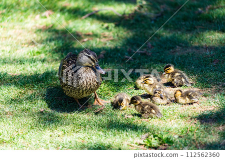 A family of New Zealand spotted ducks A family of New Zealand spotted ducks 112562360