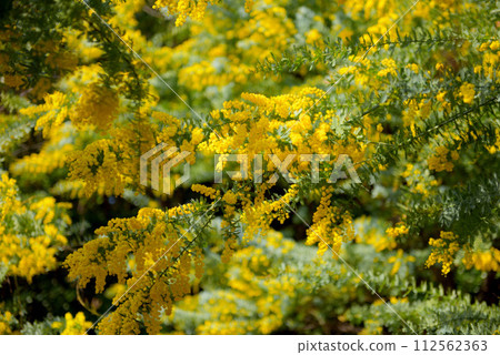 大部市綠公園的含羞草 大部市綠公園的含羞草 112562363