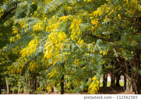 Mimosa in Midori Park, Obu City 112562365
