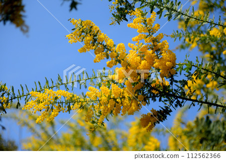 Mimosa in Midori Park, Obu City 112562366