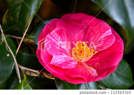 Camellia 112563103