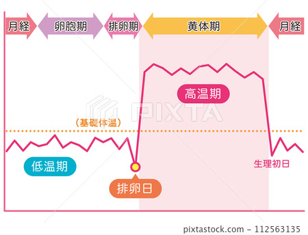 基礎體溫圖、女性荷爾蒙、懷孕、月經 基礎體溫圖、女性荷爾蒙、懷孕、月經 112563135
