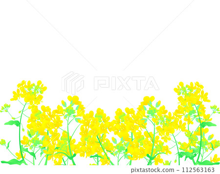 Rapeseed field Rapeseed field 112563163