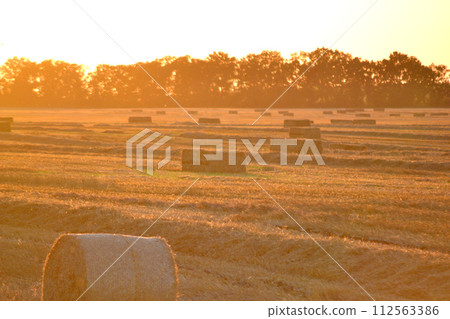 Round square bales of pressed dry wheat straw on field after harvest. Summer sunny evening, sunset dawn. Field bales of pressed wheat. Agro industrial harvesting works. Agriculture agrarian landscape Round square bales of pressed dry wheat straw on field after harvest. Summer sunny evening, sunset dawn. Field bales of pressed wheat. Agro industrial harvesting works. Agriculture agrarian landscape 112563386