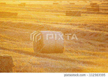 Round bale of pressed dry wheat straw on field after harvest Summer autumn sunny evening at sunset dawn. Field bales of pressed wheat. Agro industrial harvesting works. Agriculture agrarian landscape Round bale of pressed dry wheat straw on field after harvest Summer autumn sunny evening at sunset dawn. Field bales of pressed wheat. Agro industrial harvesting works. Agriculture agrarian landscape 112563395