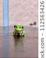 樹蛙 112563426