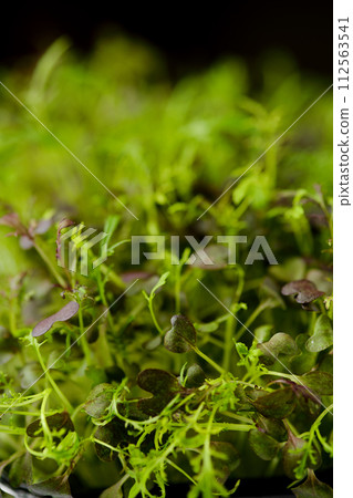 Closeup view of leaves of sprouted mizun seeds Closeup view of leaves of sprouted mizun seeds 112563541