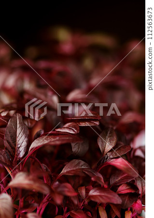 Closeup view of leaves of sprouted amaranth seeds 112563673