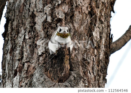 Ezomomonga Ezomomonga 112564546